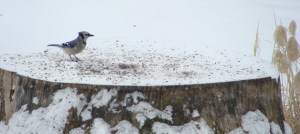 ???????????????????????????????