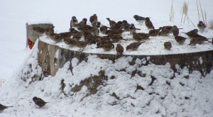 ???????????????????????????????