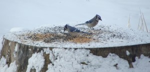 ???????????????????????????????