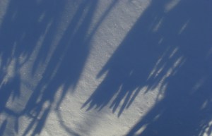Shadows of a cold rhododendron.