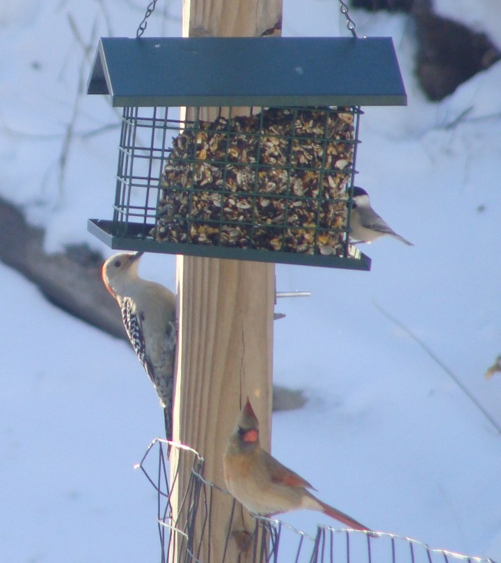 Woodpecker, cardinal, chickadee