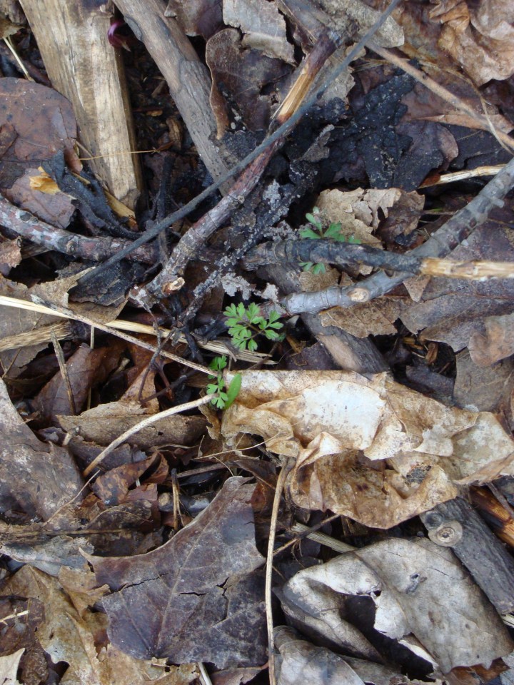 Dutchman's Breeches Sticks