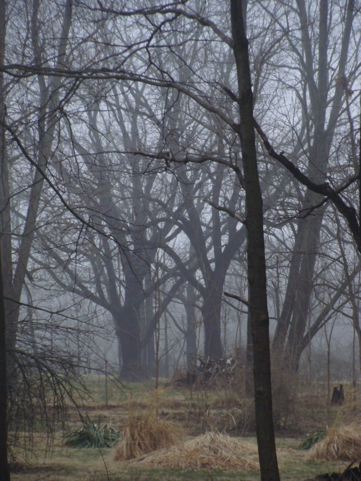 Foggy Scene