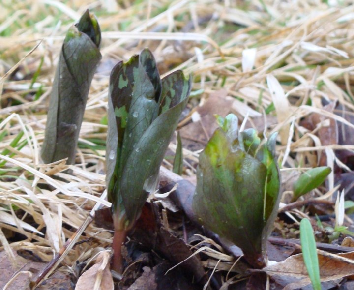 Trout Lilly
