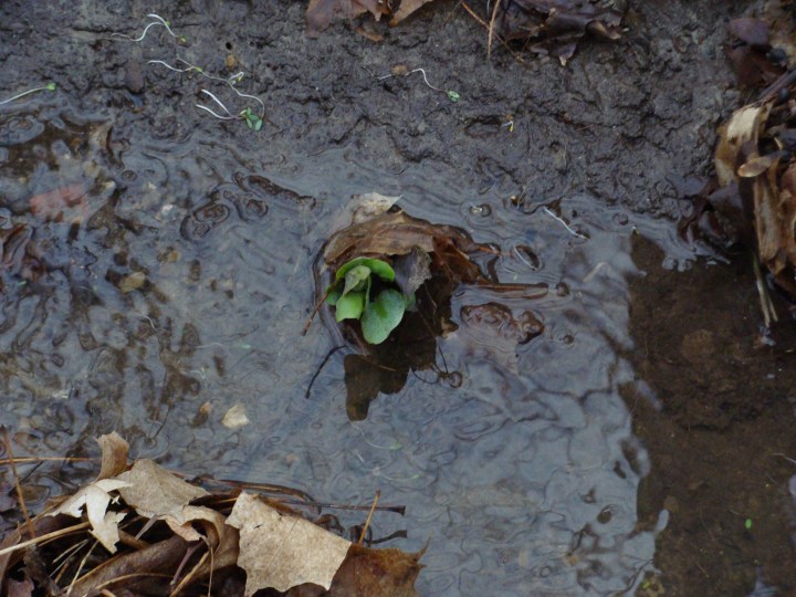 Virginia Bluebell in water