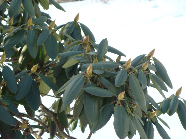 Rhododendron140126