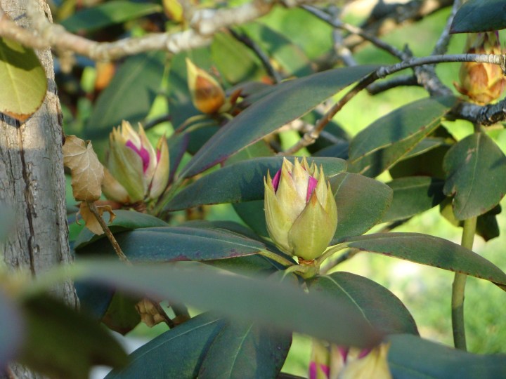 Rhododendron140510