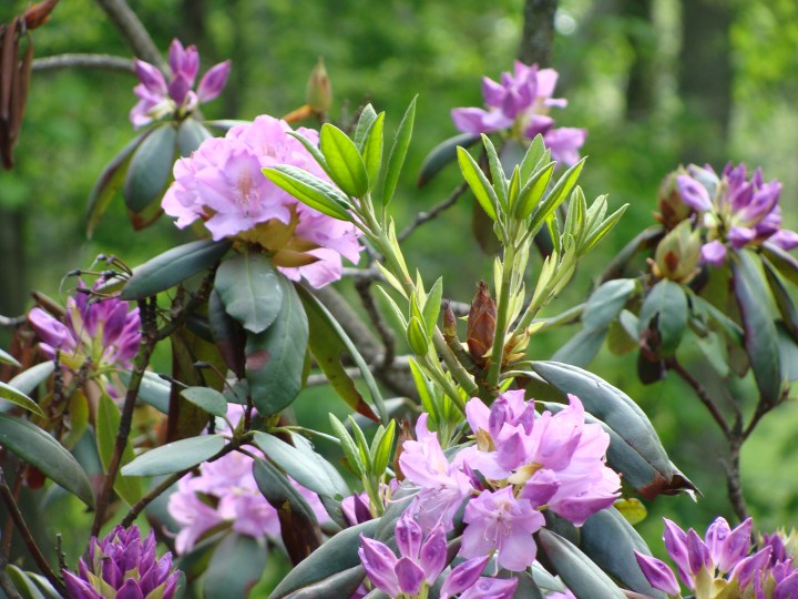 Rhododendron140520