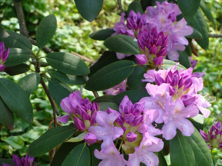 Rhododendron140520b