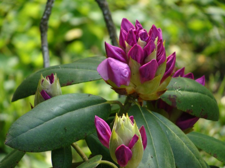 Rhododendron140520c