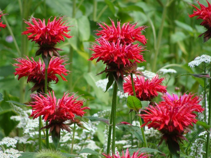 BeeBalm01