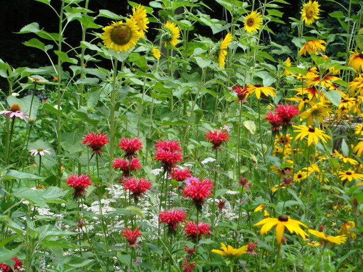 BeeBalm05a