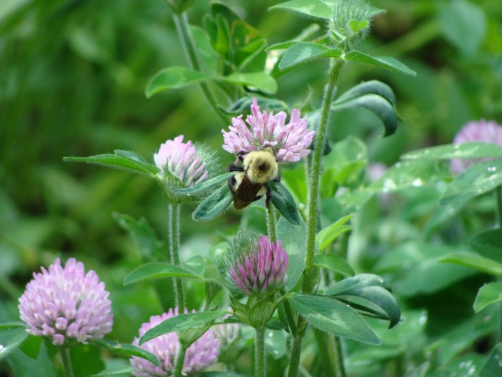 bumbleebeeclover01a