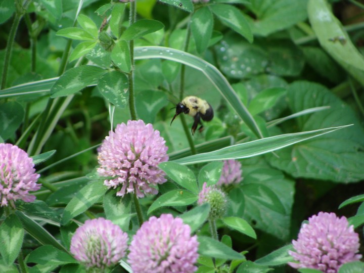 bumbleebeeclover05