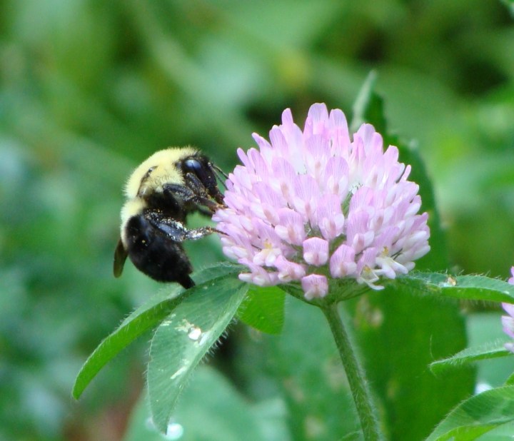 bumbleebeeclover06