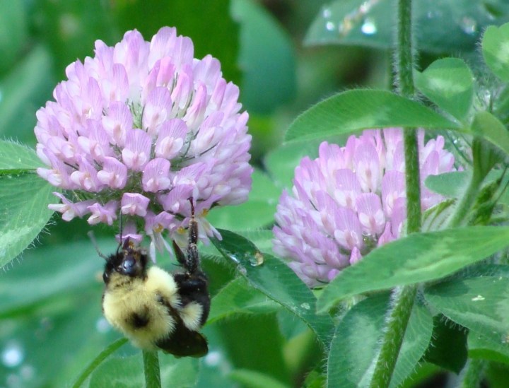 bumbleebeeclover08