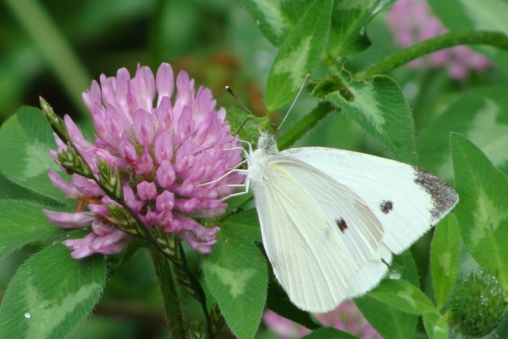 Cabbage Butterfly 03