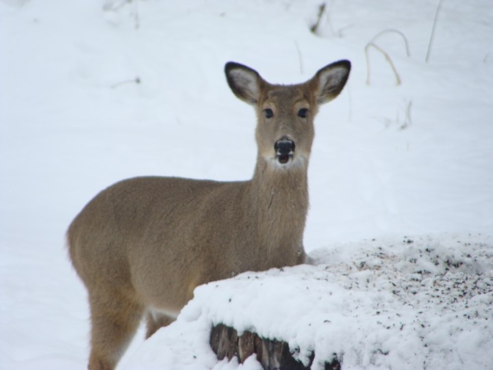 deer_at_stump