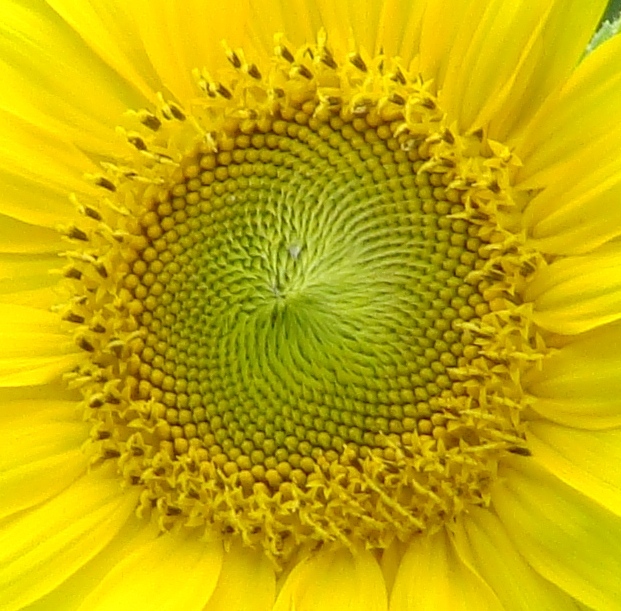 sunflower_seeds