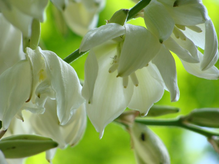 Yucca12