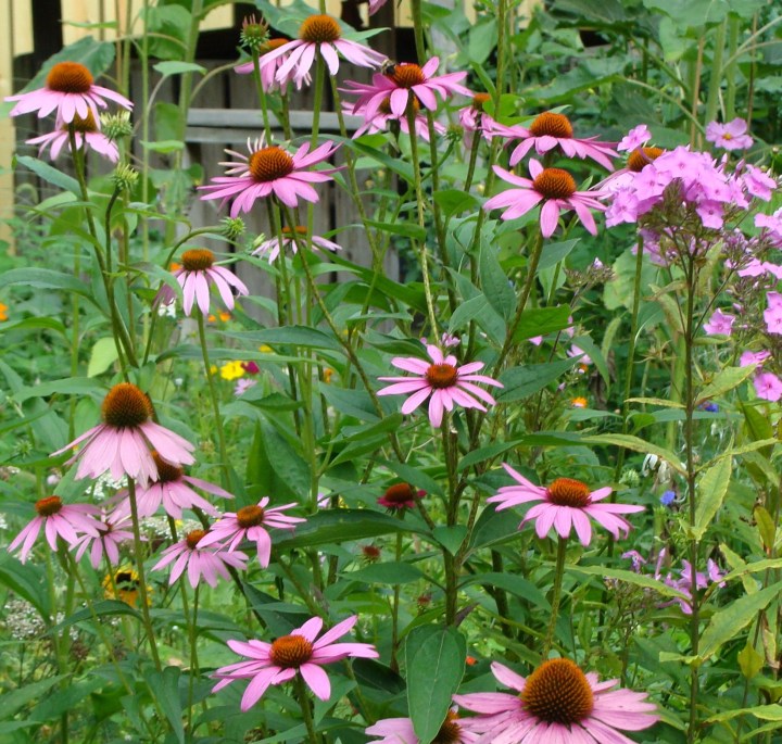 Echinacea02