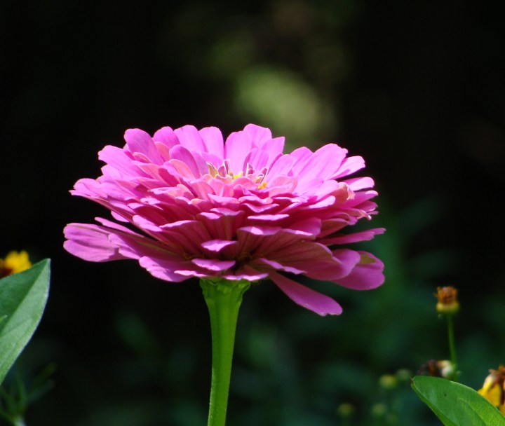 Zinnia001