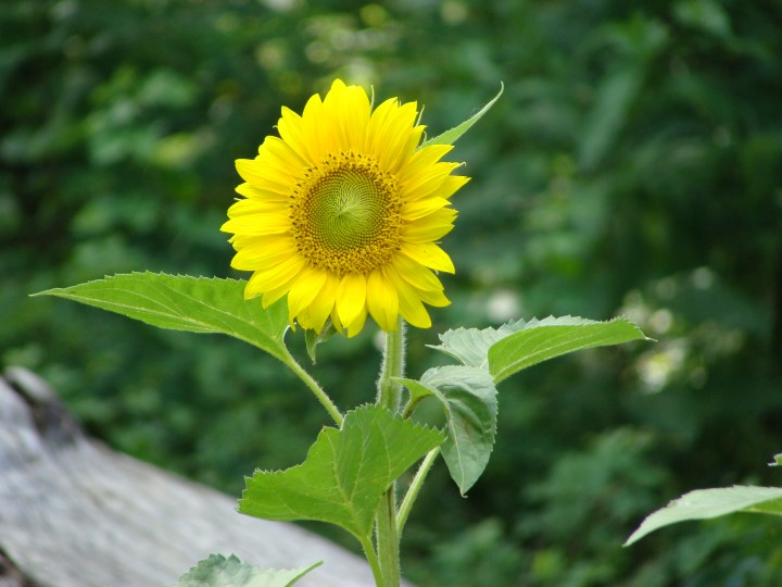 Sunflower01