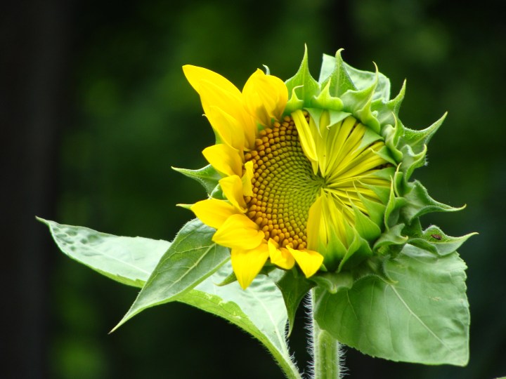 Sunflower04