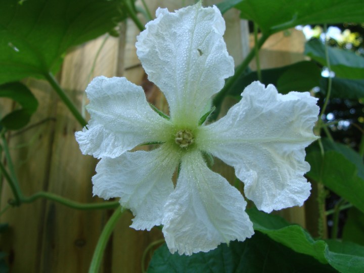Gourd in the dew