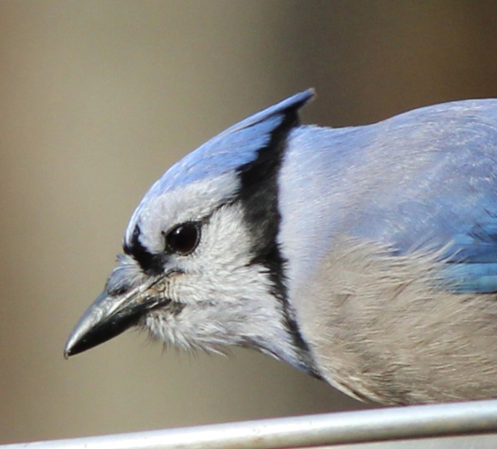 Bluejay03