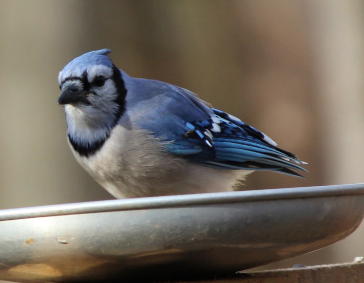 Bluejay04