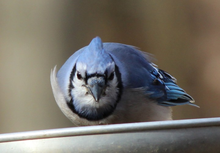 Bluejay05