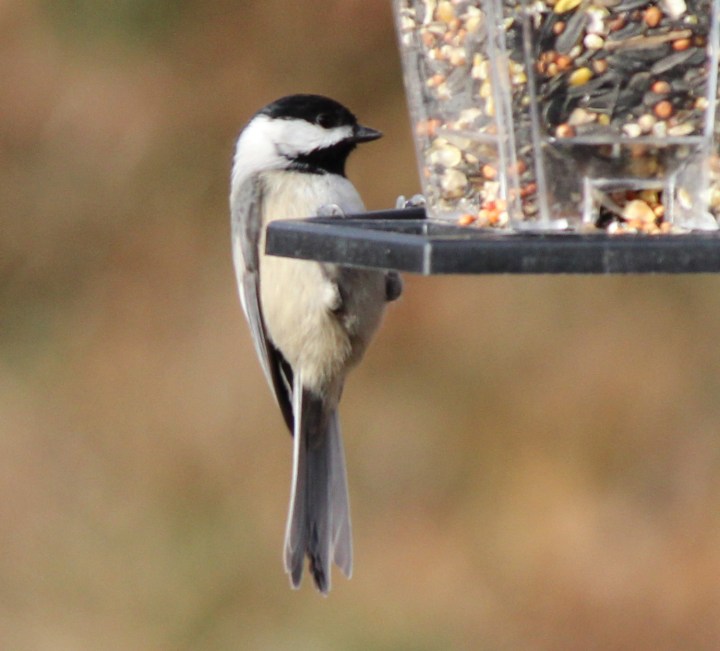 Chickadee03