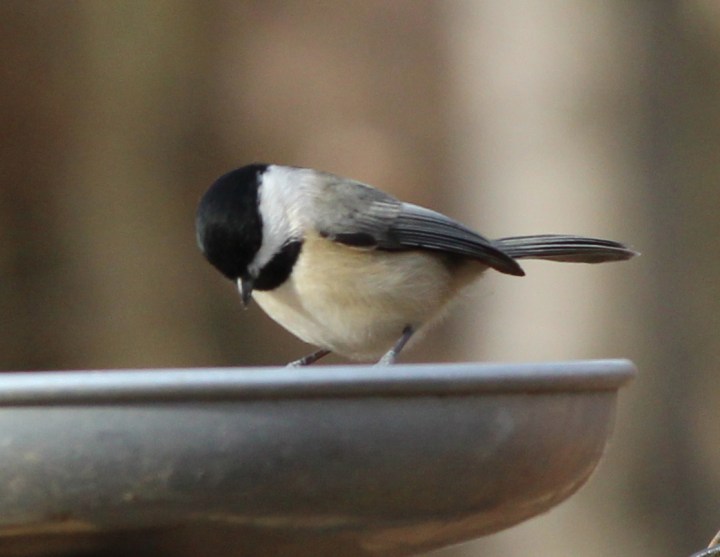 Chickadee04