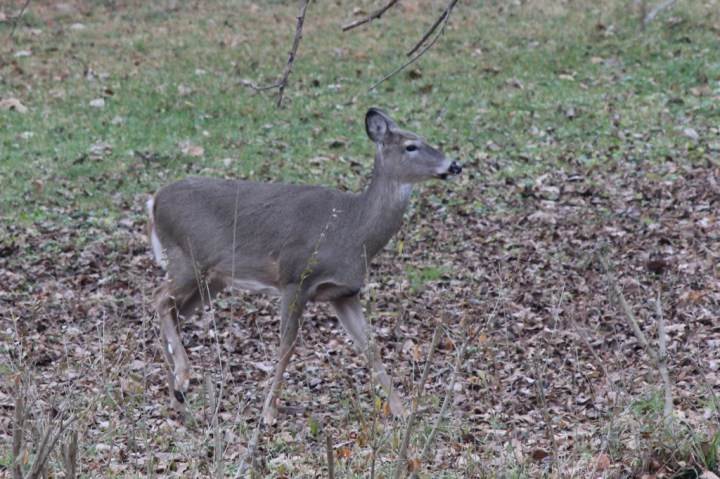 Whitetaileddeer19