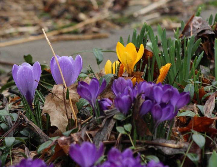Mixed Crocus