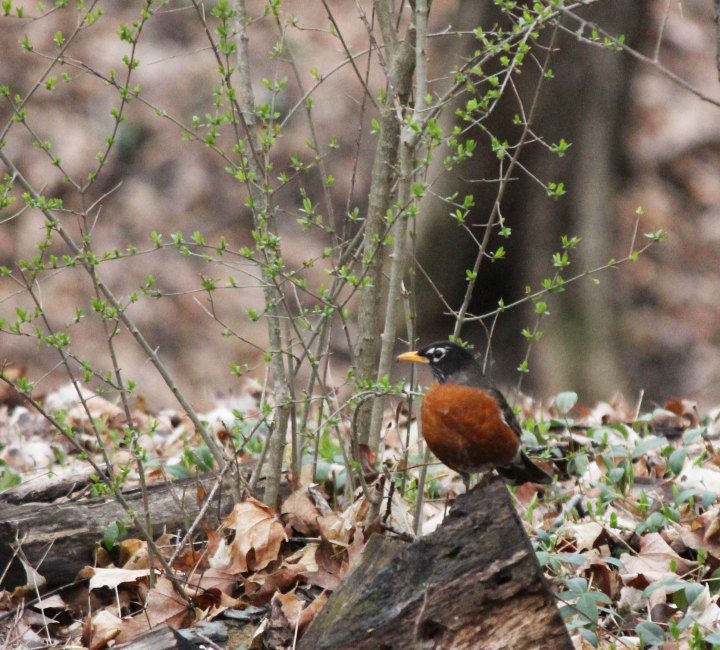 Robin in Spring