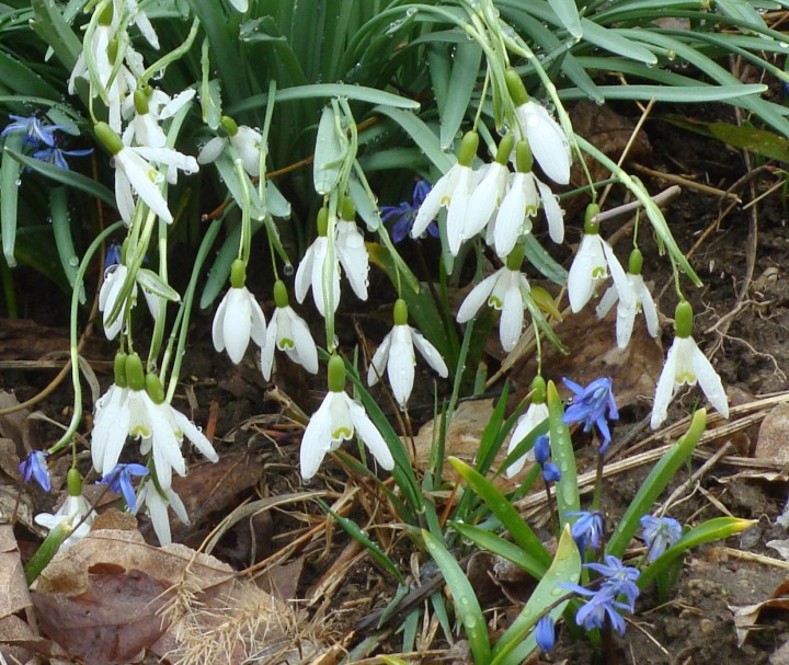 Snowdrops and Scilla