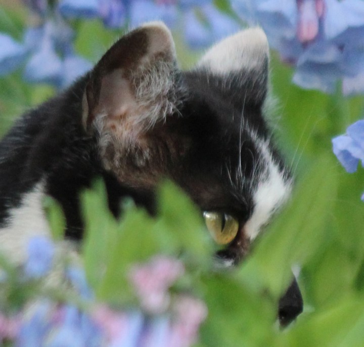 Little Kitty Bluebells 03