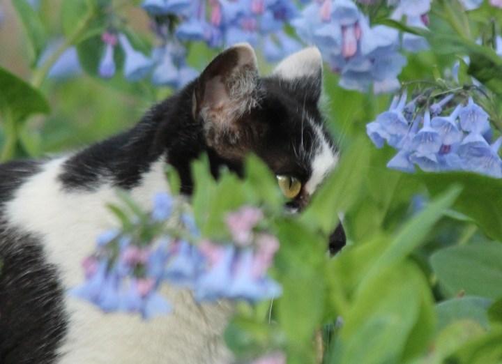 Little Kitty Bluebells Feature