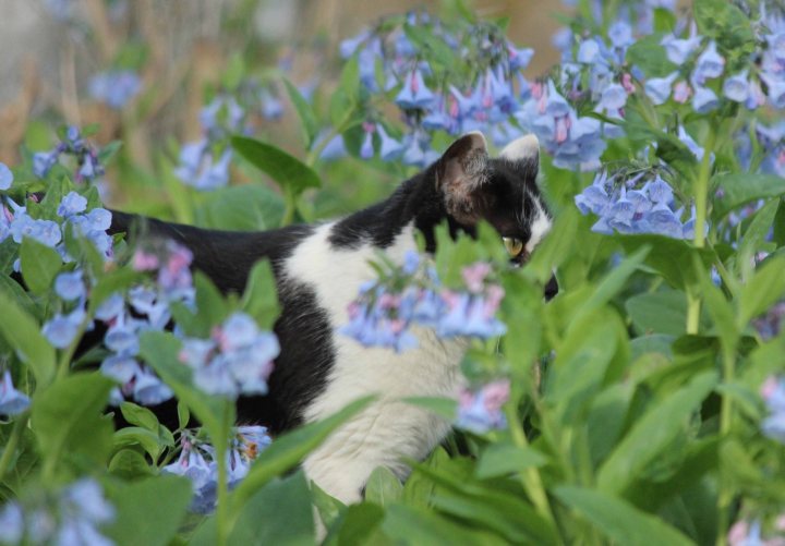 Little Kitty in Bluebells