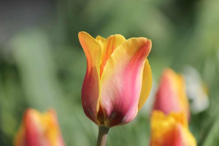 Tulips2017_03b